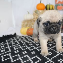 Ilene - Fawn female Pug puppy in Tuscola, Illinois from Dream on puppies
