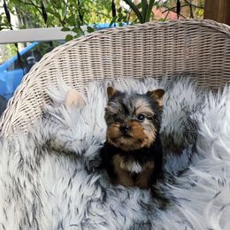 Girl 3 - Black and gold female Yorkshire Terrier puppy in Portland, Oregon from Mama & I Yorkshire's