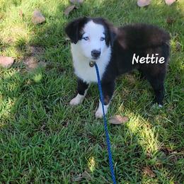 Nettie - Black & white female Australian Shepherd puppy in Waxhaw, North Carolina from Cane Creek Aussies