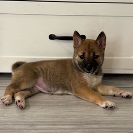 Lina - Red female Shiba Inu puppy in Elizabeth, New Jersey from Shiba Inu Loving Care
