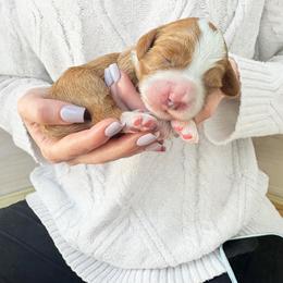 Bella - Red female Cavapoo puppy in Aiken, South Carolina from Cavapoos of the Carolinas