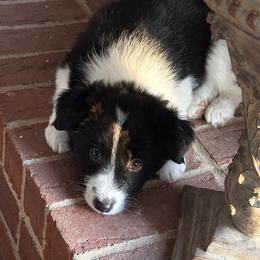 Ocho - Black and white male Border Collie puppy in Jonesboro, Arkansas from Hampton Border Collies