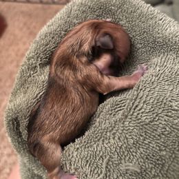 Chihuahua Puppies from Van Ausdoll Kennels