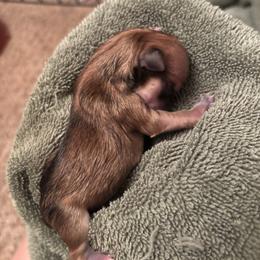 Chihuahua Puppies from Van Ausdoll Kennels
