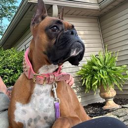 Sasha - Boxer