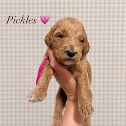 Pickles - Apricot female Goldendoodle puppy in La Porte, Texas from B+C Doodles