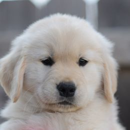 Golden Retriever Puppies from Scion Golden Retrievers