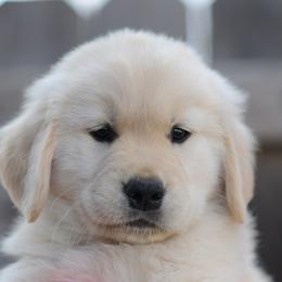 Golden Retriever Puppies from Scion Golden Retrievers