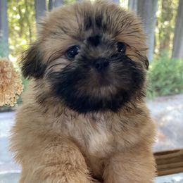 Pearl - Black gold and white female Shih Tzu puppy in Napa, California from Once in a Lifetime Shih Tzu