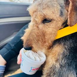 Teagan - Welsh Terrier