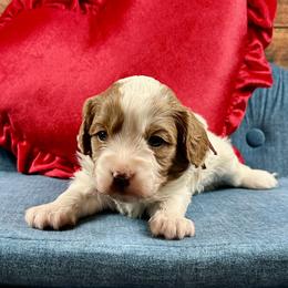 Cinderella - Blenheim female Cavapoo puppy in Lancaster, Missouri from Cavapoo Acres