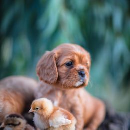 Cavalier King Charles Spaniel Puppies from Tsarevich Goldens and Cavaliers
