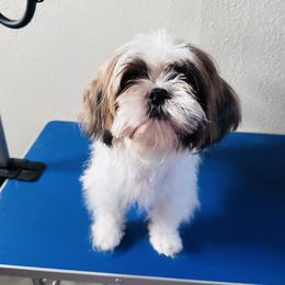 Sissy - Shih Tzu