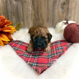 Rudy - Wheaten male Whoodle puppy in Merritt, Michigan from Genesis Family Farm