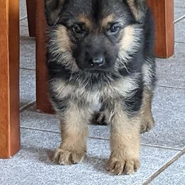 German Shepherd Puppies from Valley Shepherds LLC