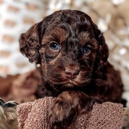 Alice - Chocolate female Australian Labradoodle puppy in Decatur, Alabama from Southern Meadows Doodles