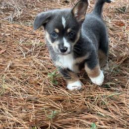 Bluie full tail - Gray and white female American Corgi puppy in Nashville, Arkansas from Whisenhunt Farms