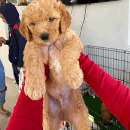 Goldendoodle All Grown Up from Sunshine Doodles