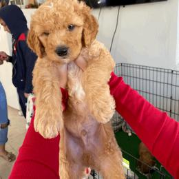 Goldendoodle All Grown Up from Sunshine Doodles
