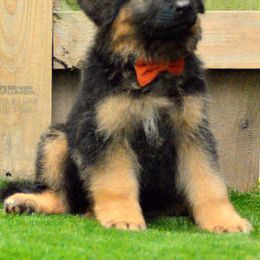 German Shepherd Puppies from Vom Cronje Haus German Shepherds