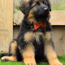German Shepherd Puppies from Vom Cronje Haus German Shepherds