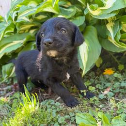 Luke Cage - Black and white male Xoloitzcuintli puppy in Manitowoc, Wisconsin from Wonderland Kennel