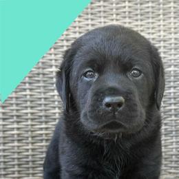 Boy 5 - Black male Labrador Retriever puppy in Wilson’s, Virginia from Cedar Hill Farm Labradors