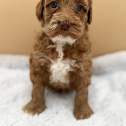 Yellow - Red female Australian Labradoodle puppy in Antelope, California from Adorable Labradoodle