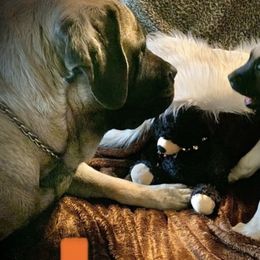 Mastiff Puppies from Eagle Pond Mastiffs