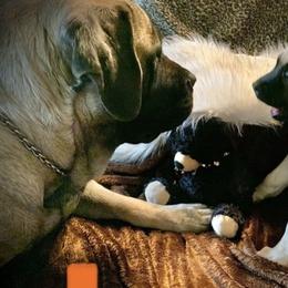 Mastiff Puppies from Eagle Pond Mastiffs
