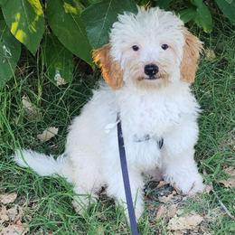 Mini Black collar boy - Parti male Goldendoodle puppy in Los Molinos Ca, California from Sunshine Sanctuary Doodles