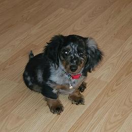 HOWDY Miss Minnie Pearl - Dapple female Dachshund puppy in Yukon, Oklahoma from Hamby's Chihuahua's