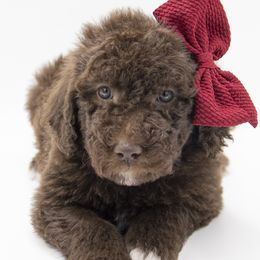 Dancer - Yellow Collar - Chocolate female Labradoodle puppy in Lehi, Utah from Our Little Farm Life Doodles
