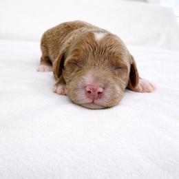 Theo - Red  male Goldendoodle puppy in Springfield, Ohio from Dawson's Royal Companions