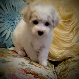 Bichon Frise Puppies from Blooming Bichons