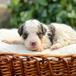 Parmesan - Blue merle male Bernedoodle puppy in Pittsburgh, Pennsylvania from WestPenn Doodles LLC