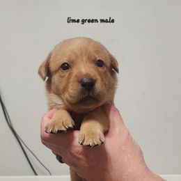 Lime green collar male - Yellow male Labrador Retriever puppy in Hebron, Kentucky from Top Notches Labrador Retrievers