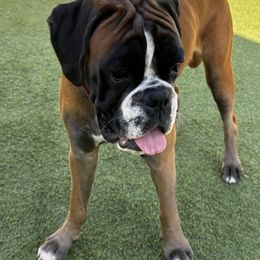 Lexi - Boxer