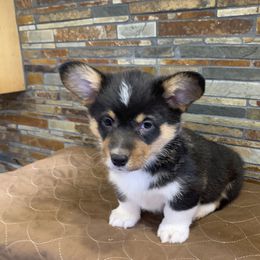 Pembroke Welsh Corgi Puppies from VIP Stables
