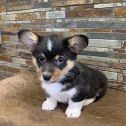 Pembroke Welsh Corgi Puppies from VIP Stables