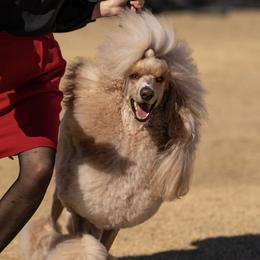 Hananiah - Poodle