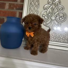 Vince - Red  male Goldendoodle puppy in Mint Hill, North Carolina from DoodleForever