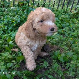 Hercule - Golden male Cockapoo puppy in Sunset, Louisiana from Cano Cockapoos