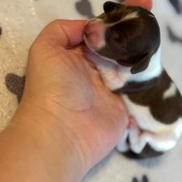 Etta - Piebald female Dachshund puppy in Staley, North Carolina from Langley Farms Dachshunds