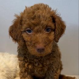 Oliver, Blue Collar - Red  male Goldendoodle puppy in Valley Center, Kansas from The Goldendoodle Gal