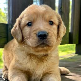Badger - Golden male Golden Retriever puppy in Doniphan, Missouri from Stockford’s Golden Retrievers