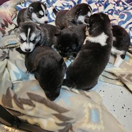 Siberian Husky Puppies from Siberian huskies Kennesaw GA