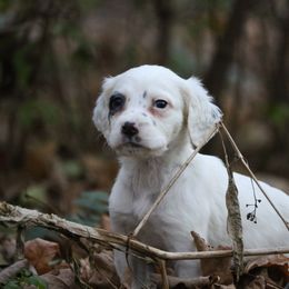 Border Collie, English Setter, and Miniature American Shepherd Puppies from First Harmony Farms