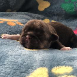 Chappie - Chocolate male Shih Tzu puppy in Milton, Florida from Shih tzu adventures of Santa Rosa Florida