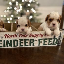 Cavalier King Charles Spaniel Puppies from Ridgefield Cavaliers